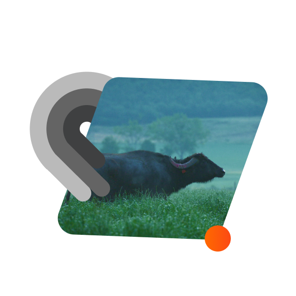 animale da pascolo in campo aperto